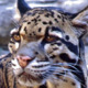 Felino