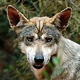 Lobo